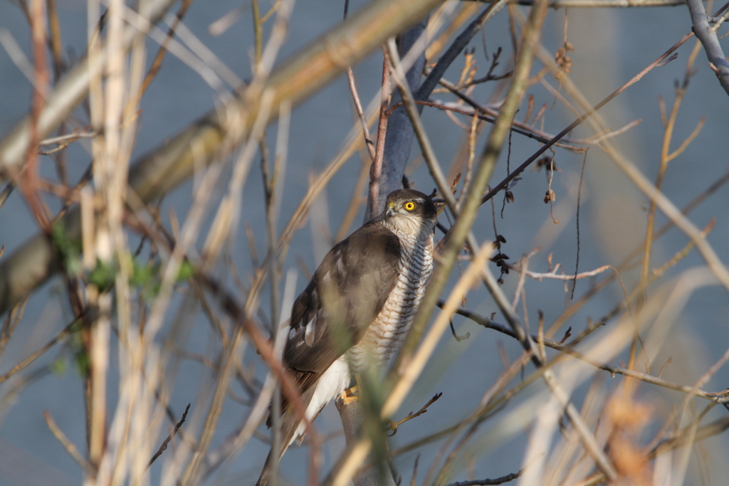 河川敷の野鳥