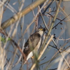 河川敷の野鳥