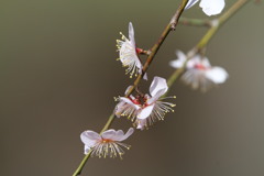 枝垂れ梅