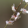 枝垂れ梅