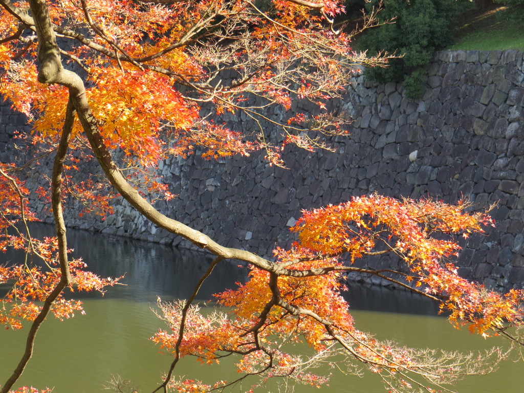 皇居 の紅葉