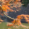 皇居 の紅葉