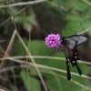 黒の美