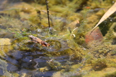 陽気につられて（おけら虫）