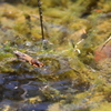 陽気につられて（おけら虫）