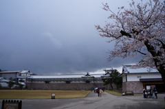 金沢城と桜