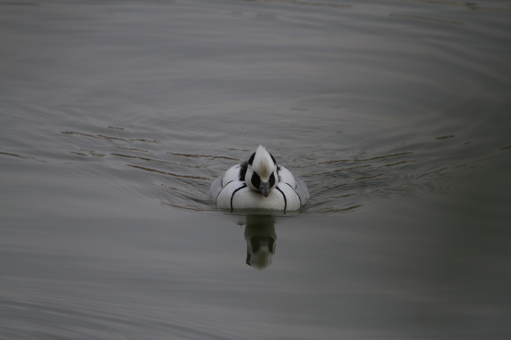 IMG_4238帰って来た渡り鳥達（ミコアイサ）