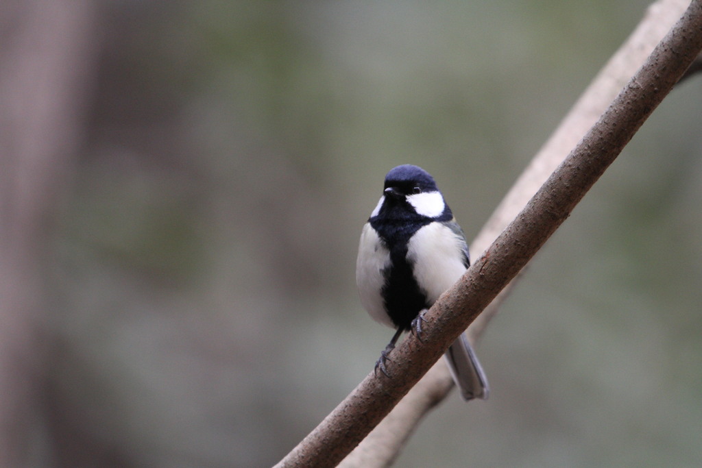 公園の野鳥（シジュウガラ）