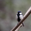 公園の野鳥（シジュウガラ）