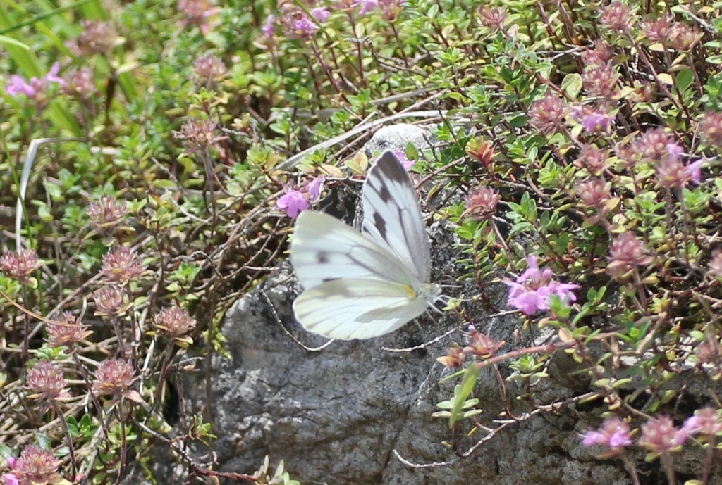 伊吹山　イブキジャコウソウと 蝶