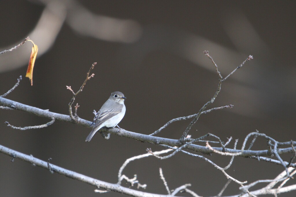 大阪城公園の野鳥達