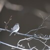 大阪城公園の野鳥達