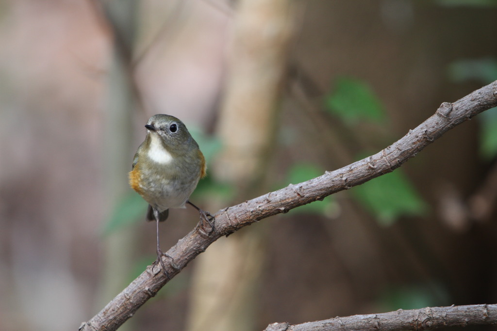 公園の野鳥