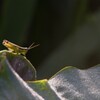 朝露とバッタ