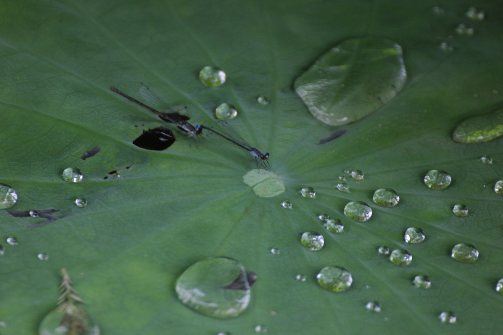 水滴を前に