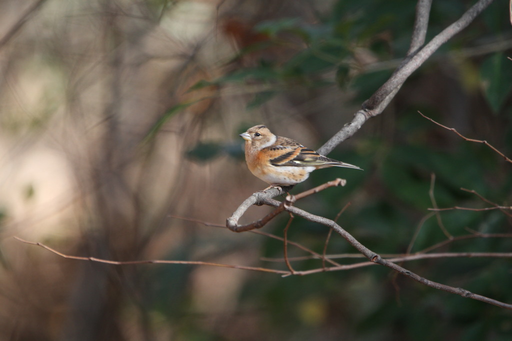 公園の野鳥（アトリ）