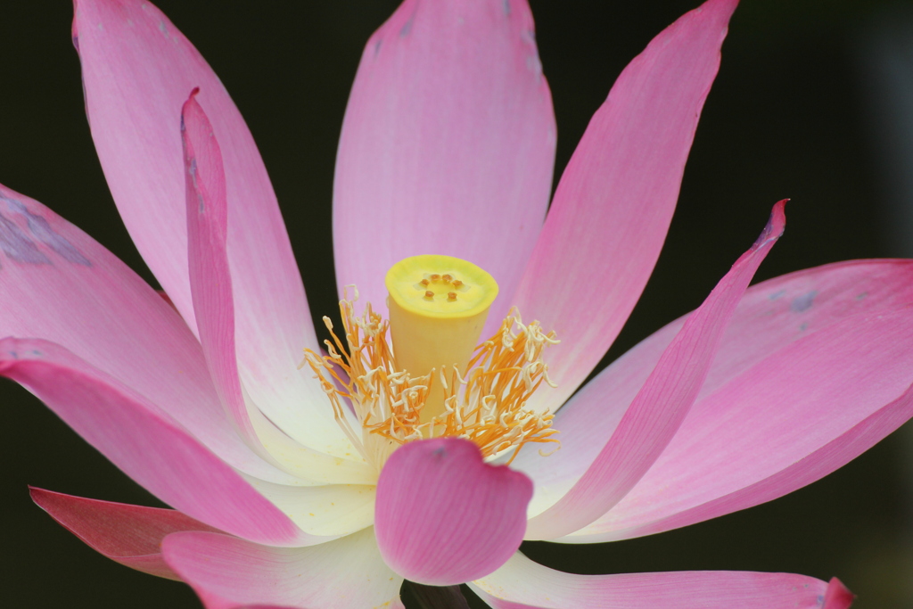 夏の花