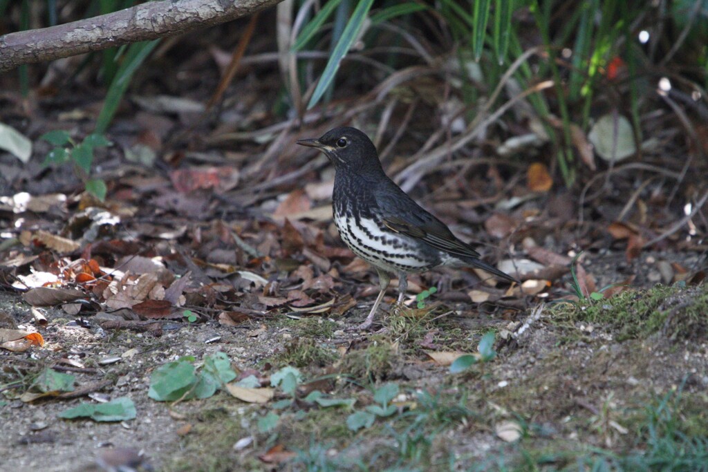 大阪城公園の野鳥達（クロツグミ）