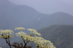 伊吹山 シシウド (2)