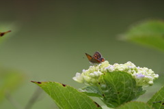 紫陽花に集う