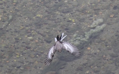 セグロセキレイの幼鳥？