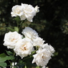 白色の薔薇