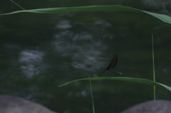 陽炎の如く