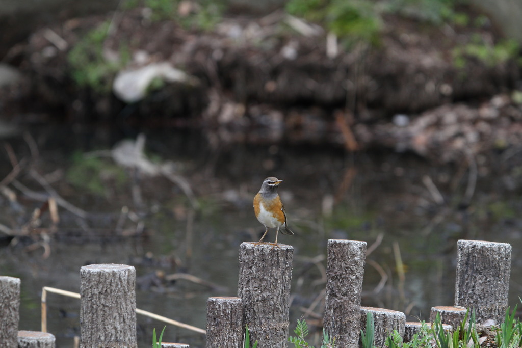 公園の野鳥（マミチャジナイ）