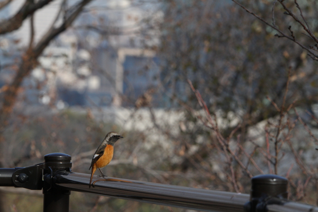 大阪城公園の野鳥達（ジョウビタキ）