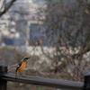 大阪城公園の野鳥達（ジョウビタキ）