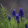 桜だけじゃない