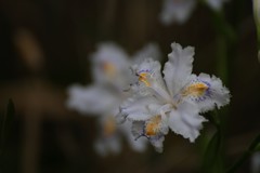 春の花　4