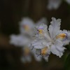 春の花　4