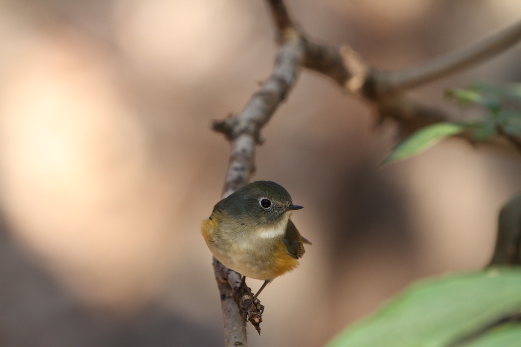 自由に飛び回る（ルリビタキ）
