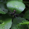 雨にも負けず