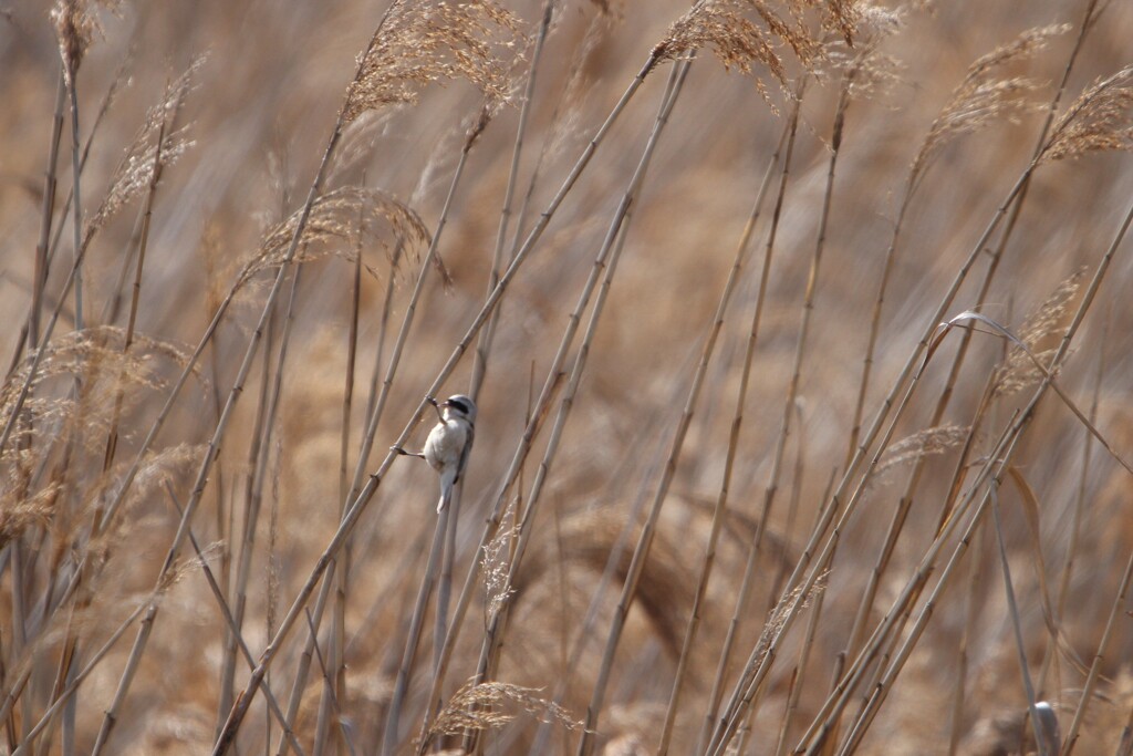 河川敷の野鳥（ツリスガラ）