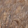 河川敷の野鳥（ツリスガラ）