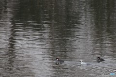 ミコちゃん　見っけ