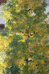 街中の紅葉