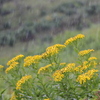 夏山の花
