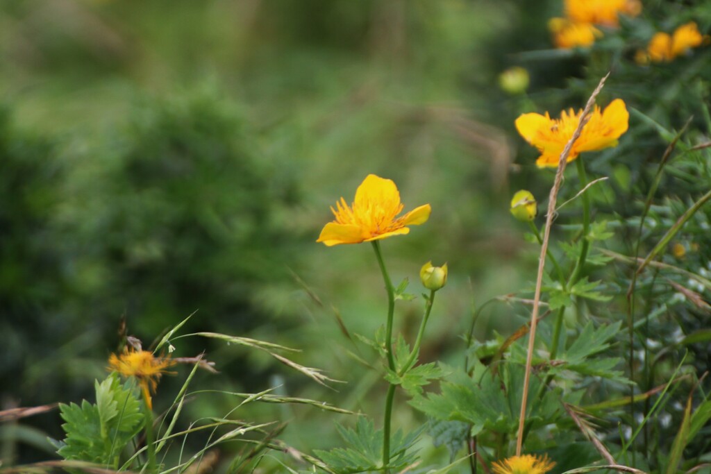 伊吹山の花