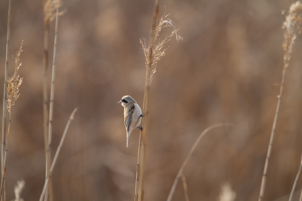 河川敷の野鳥（ツリスガラ）