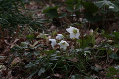 冬の花