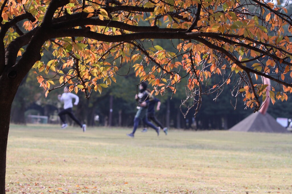 朝の公園