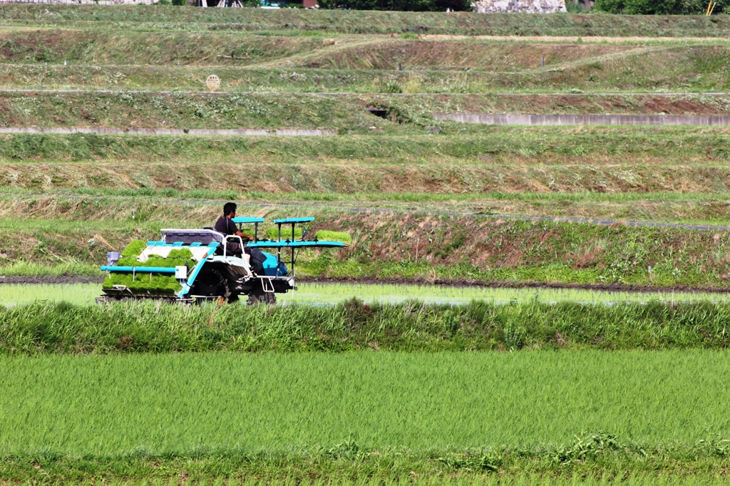 田園