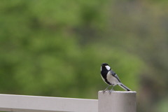 公園の野鳥（シジュウガラ）