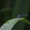 梅雨(モノサシトンボ)