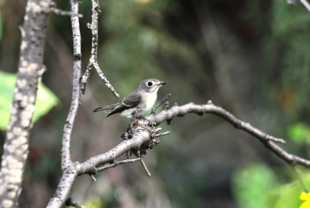 堀川で出会った小鳥(コサメビタキ)