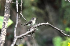 堀川で出会った小鳥(コサメビタキ)