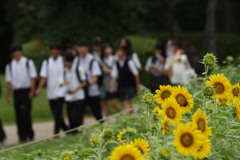 通学路脇に咲く